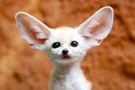 What Animal Are You?
